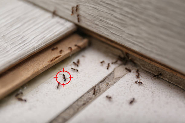 Best Wasp Removal Services  in Elburn, IL