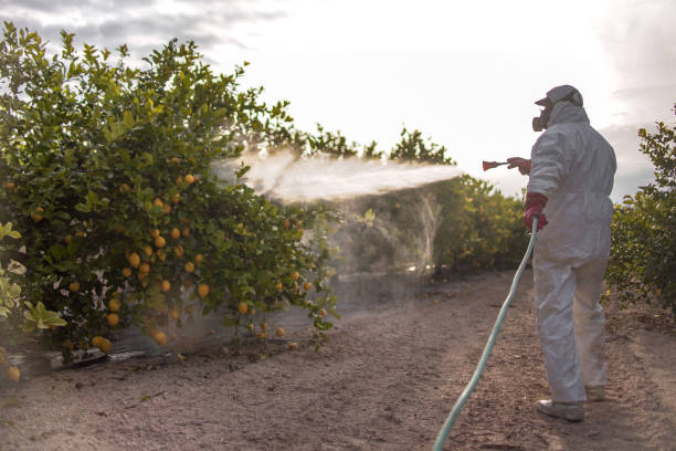 Best Termite Control Services  in Elburn, IL